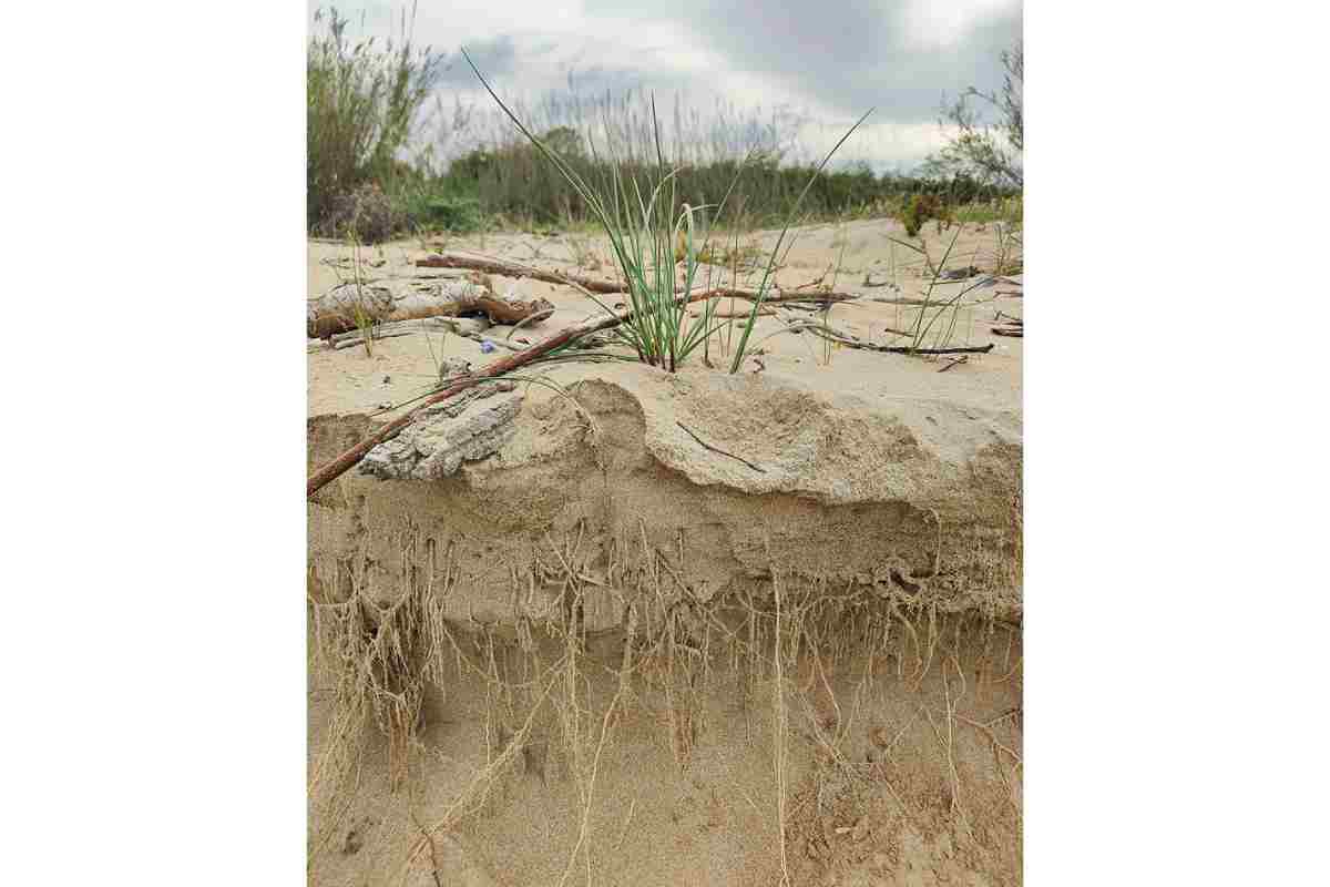 Piante Dunali Riserva del Borsacchio 