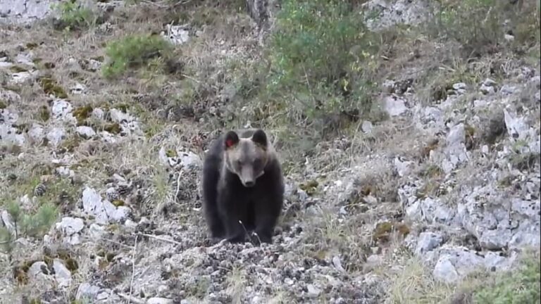 Villalago, l’orso Juan Carrito si rifugia nella grotta