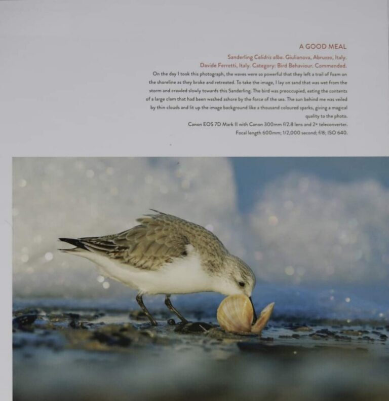 Giulianova, foto attivisti dell’Oasi del Fratino e della Camomilla di mare pubblicate sul libro ‘Bird Photographer of the Year 2021’