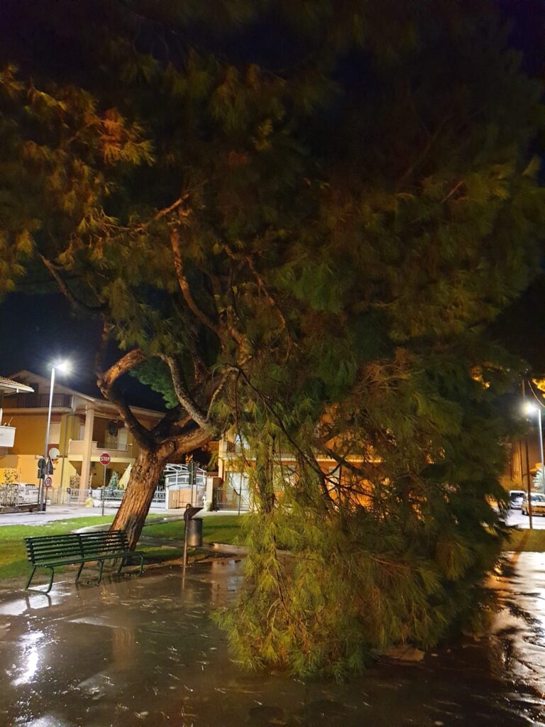 Giulianova, albero cade in piazzetta a Villa Pozzoni