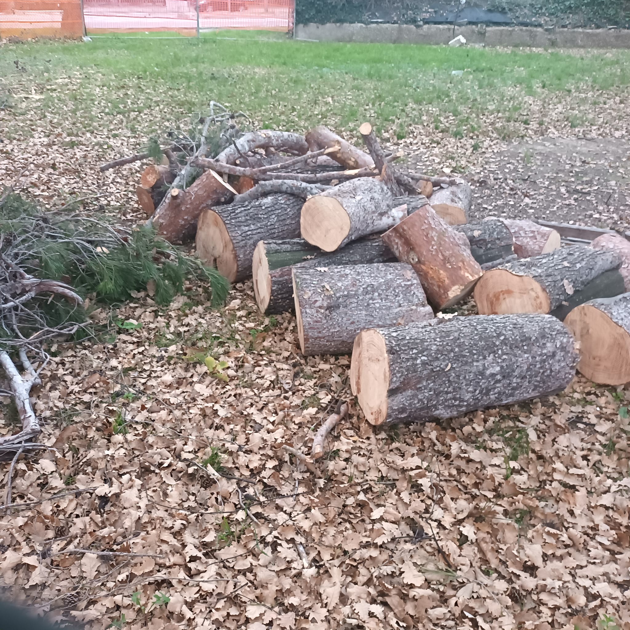 Pescara: "Ancora alberi tagliati in via Pantini"-FOTO