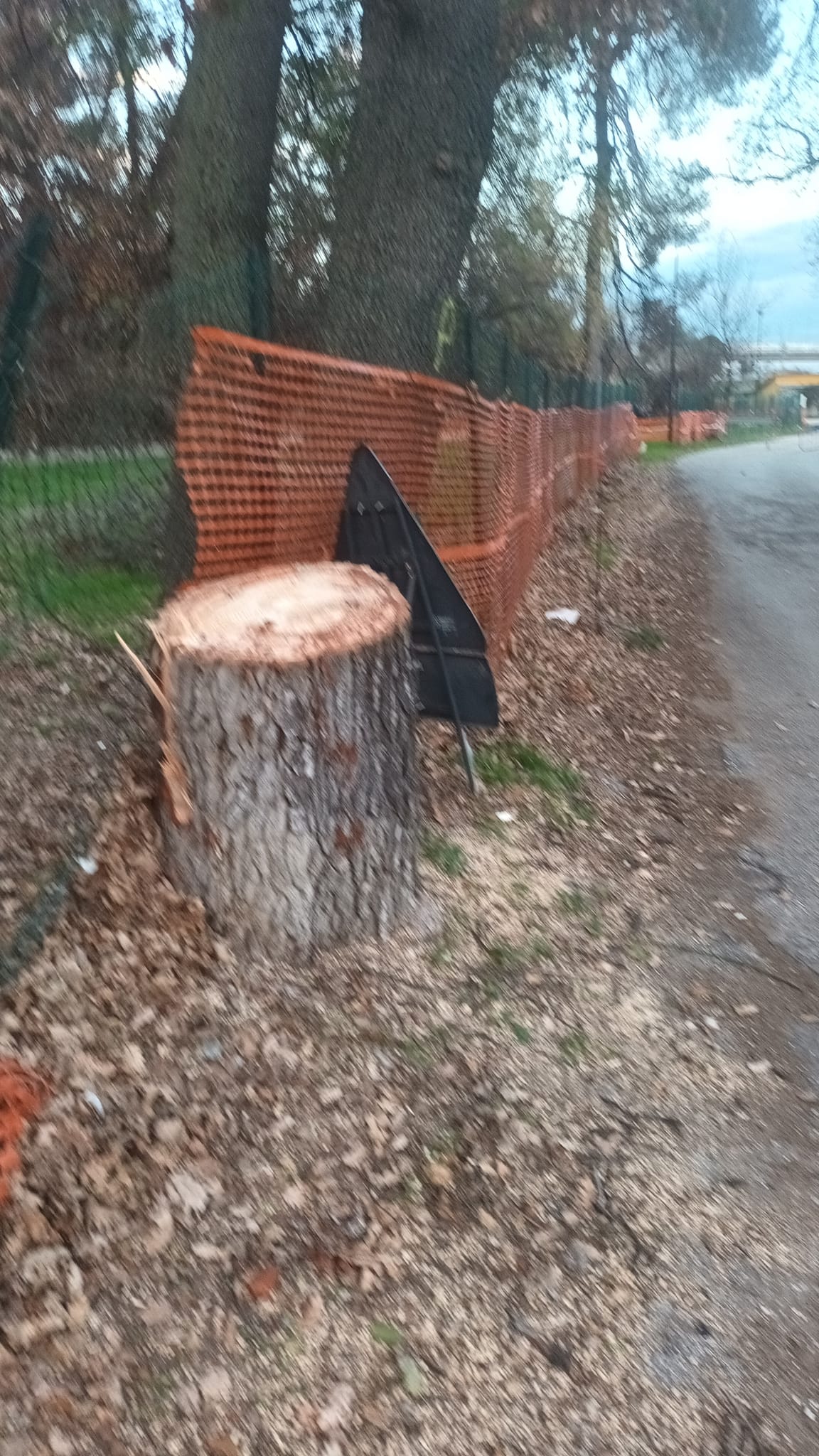 Pescara: "Ancora alberi tagliati in via Pantini"-FOTO