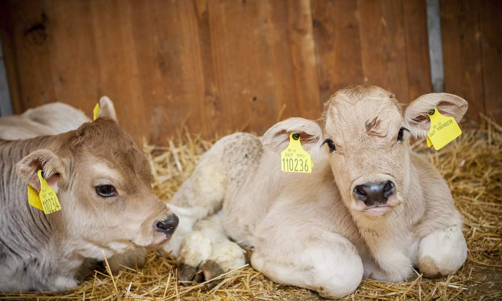 La fattoria dell'Azienda Agricola di Gennaro Pigliacampo: attenta e rispettosa verso tutti gli animali