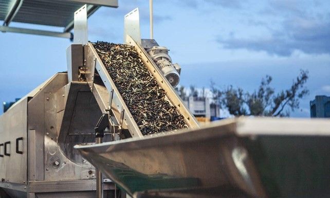 Azienda Agricola di Gennaro Pigliacampo: periodo importante per la prossima raccolta olive