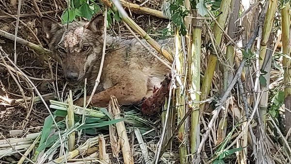 Manoppello, lupo intrappolato e ferito: salvato dai vignaioli-FOTO