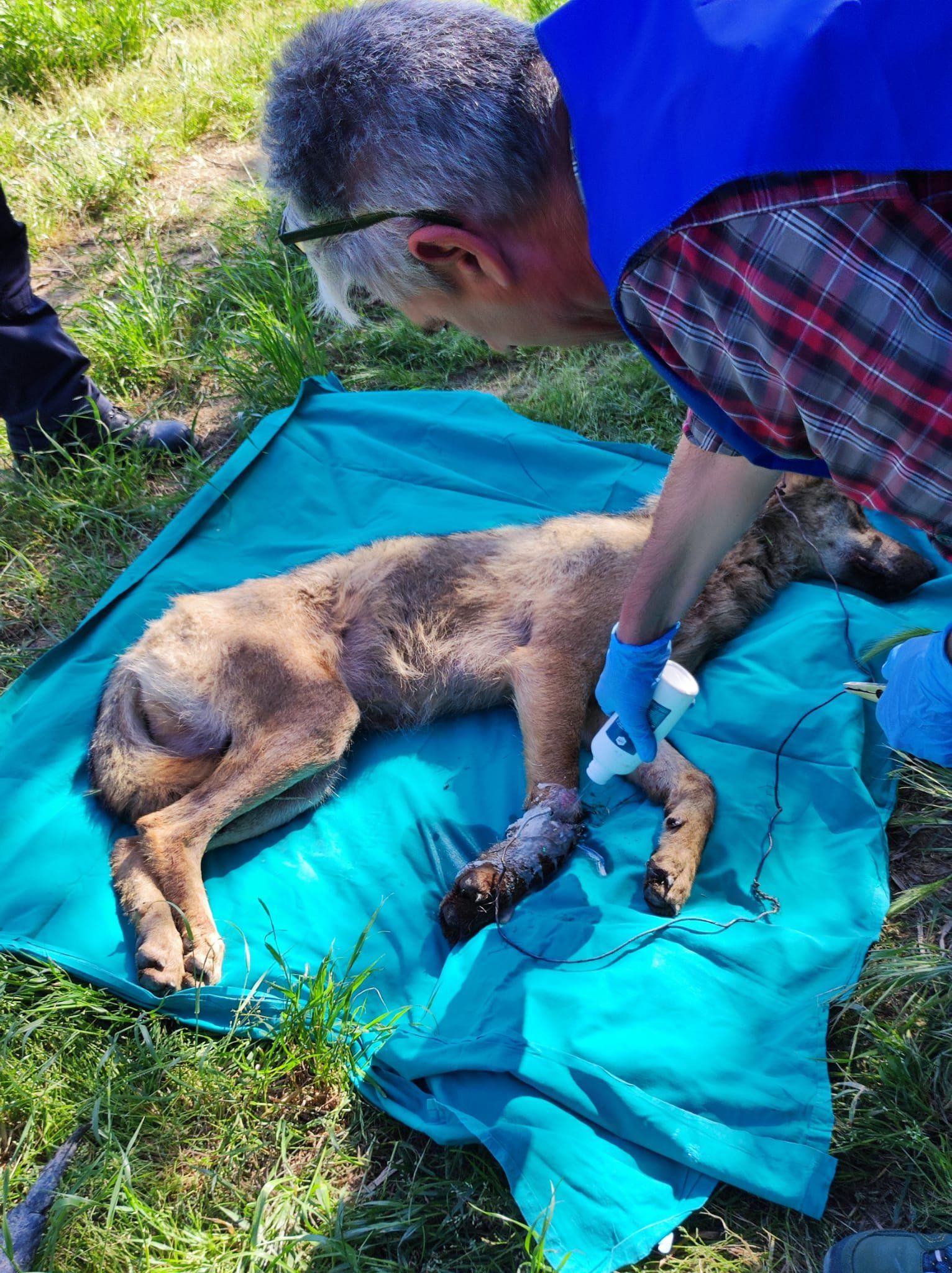 Manoppello, lupo intrappolato e ferito: salvato dai vignaioli-FOTO