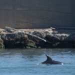 Pescara: 2 delfini immortalati nel porto-FOTO