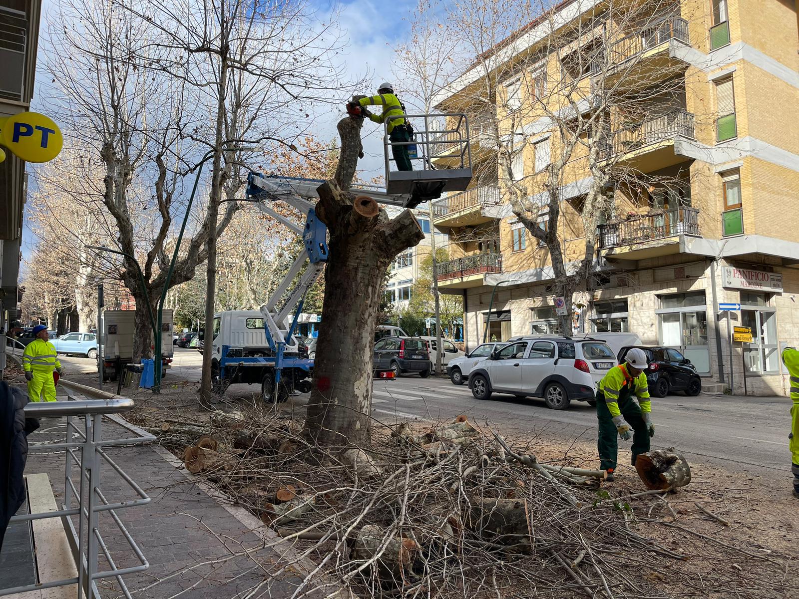 A Teramo Prosegue Il Taglio Dei Platani A Viale Bovio: Da Rimuovere ...