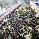 Azienda Agricola Pigliacampo: pregiatissimo olio extravergine di oliva