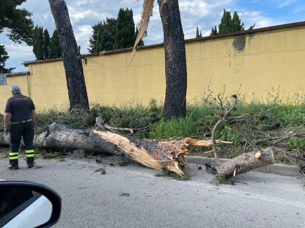 albero caduto montesilvano