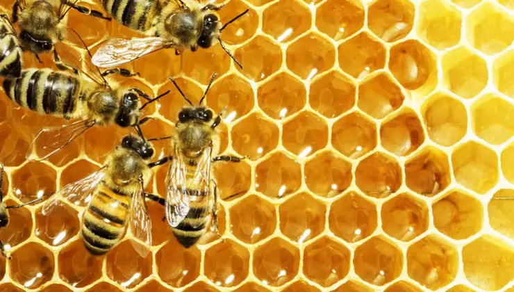 Miele prodotto dalle api