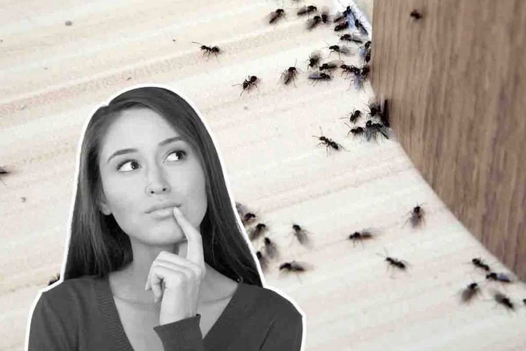 Come eliminare definitivamente le formiche