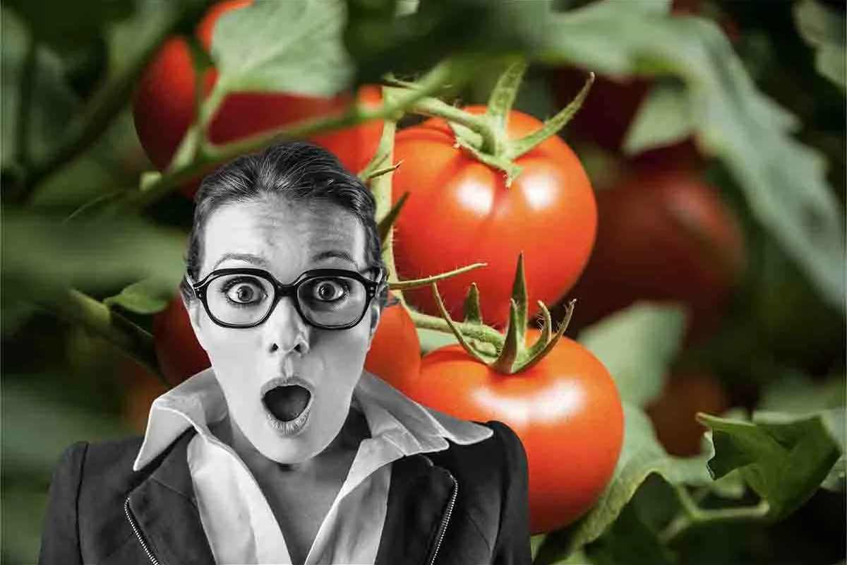 I nostri pomodori sono in pericolo