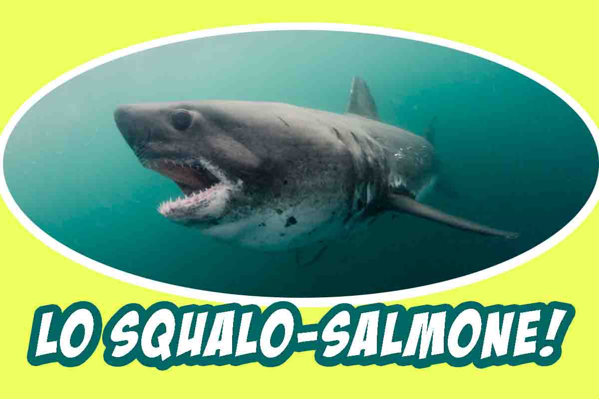 avvistato squalo salmone