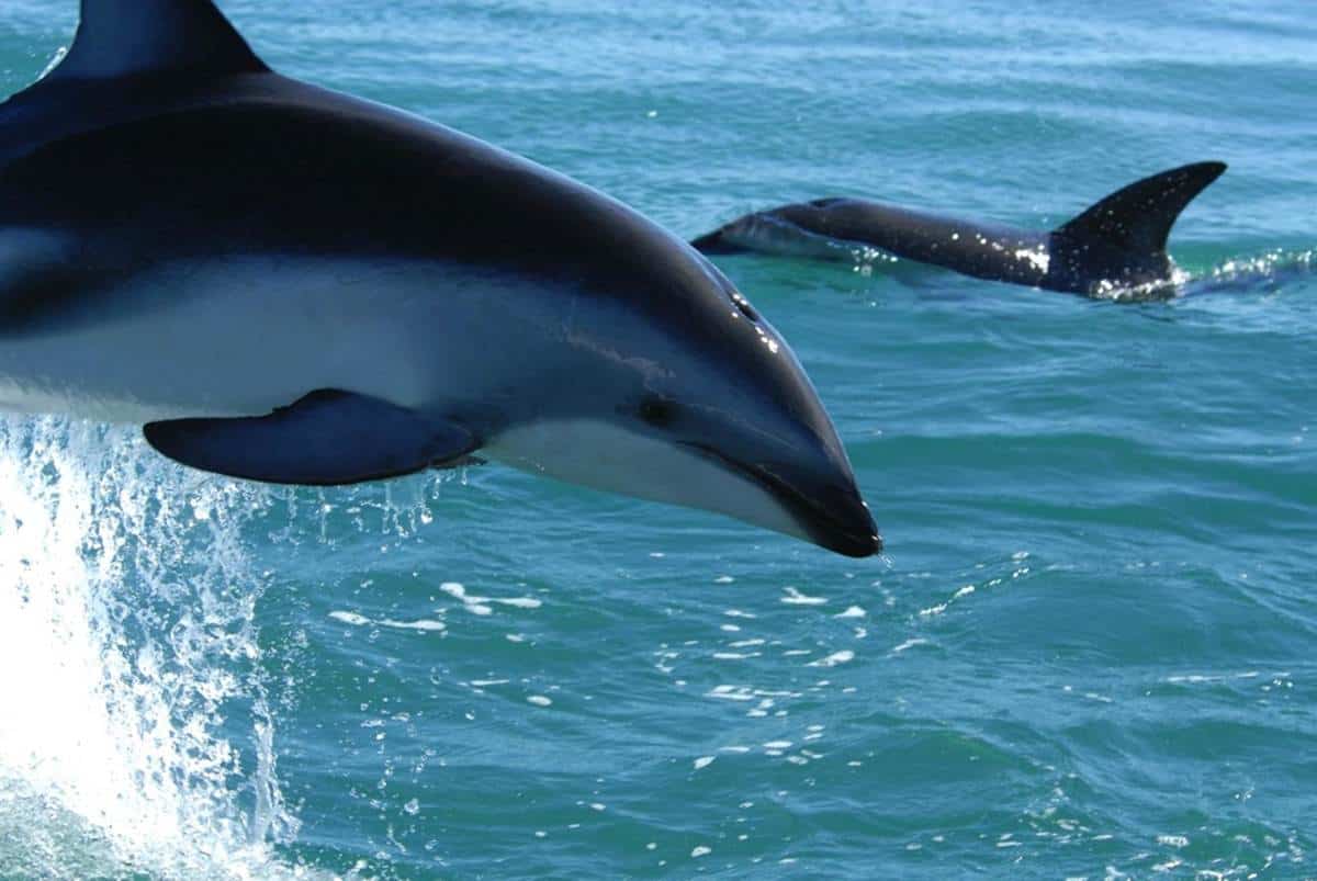 delfini nuotano sul mare di Pineto