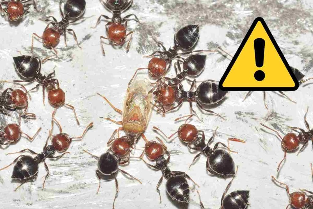 formiche in casa pericoloso