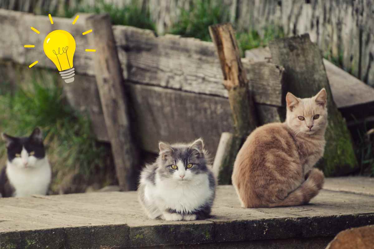 gatti randagi in giardino