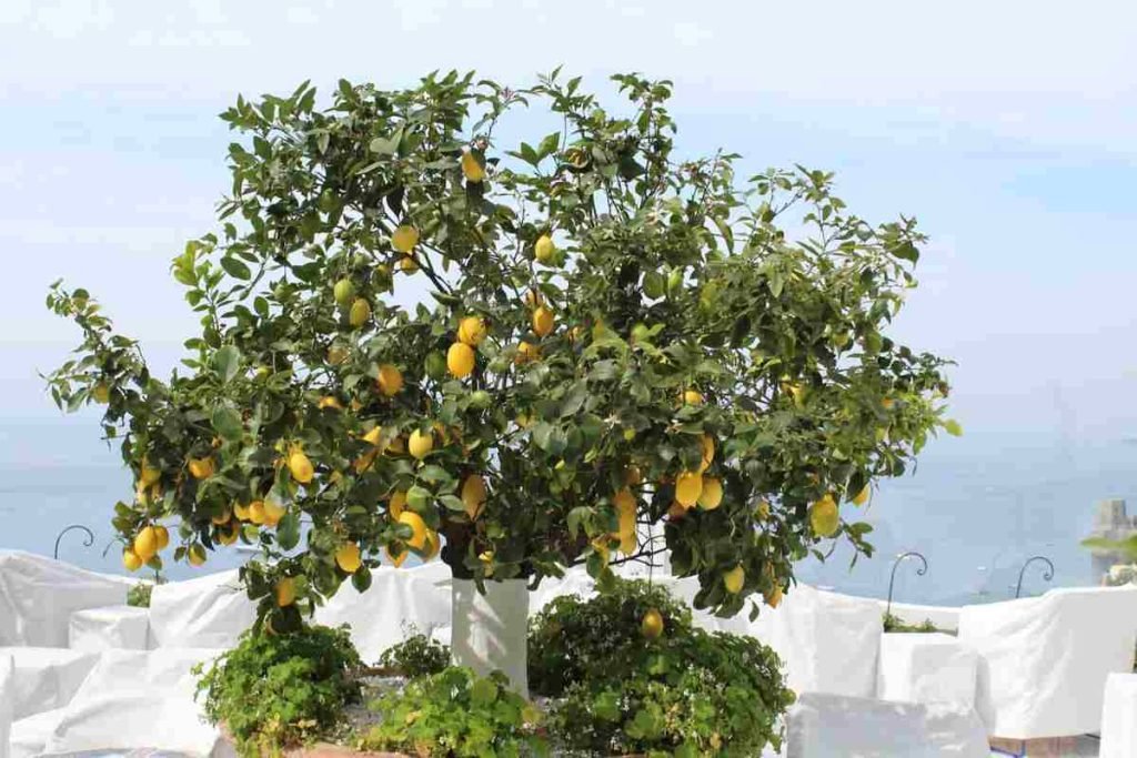 Tour dei limoni in costiera, un week end strepitoso