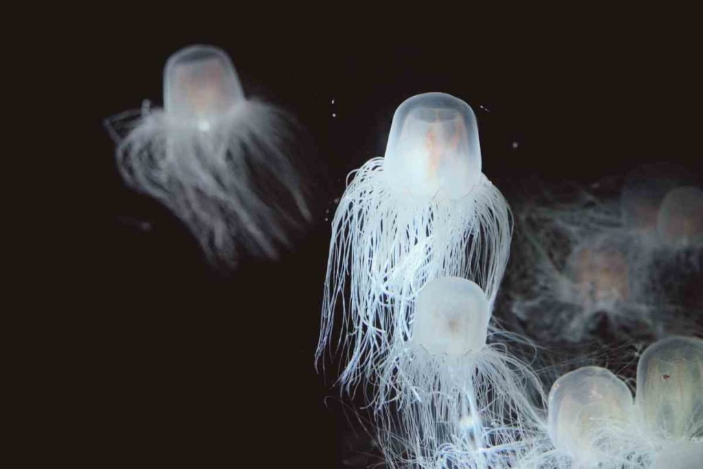 vespe di mare meduse