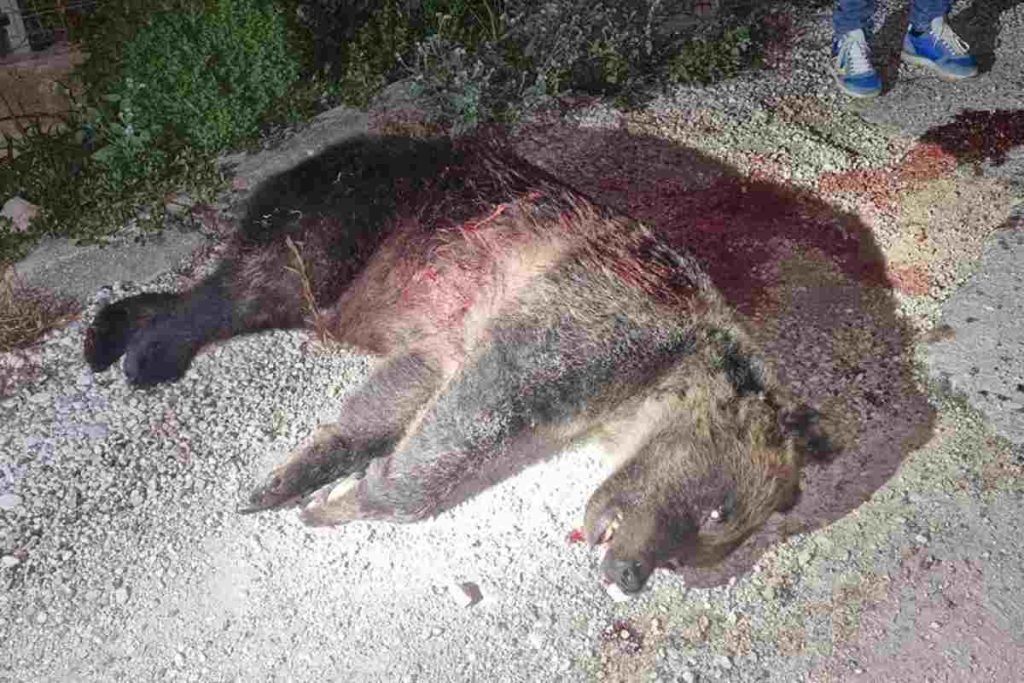 L'orsa Amarena uccisa a fucilate