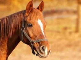 foto di un cavallo