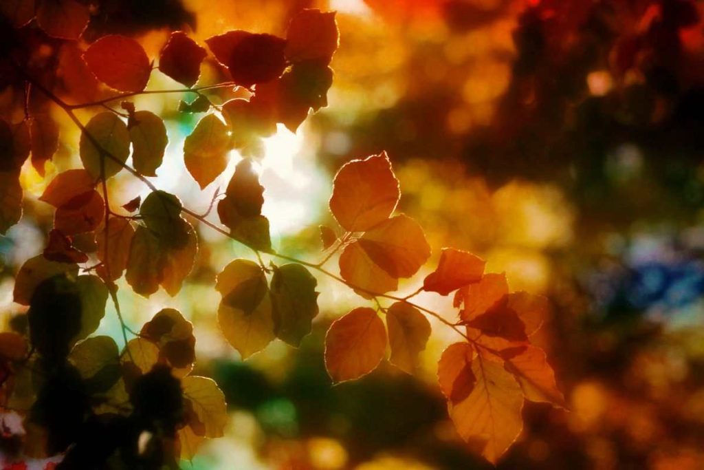 il fenomeno del foliage: il cambiamento delle foglie d'autunno