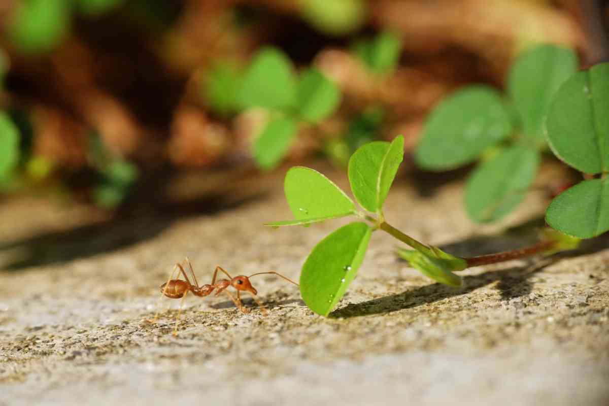 formica fuoco dannosa per l'uomo e l'ambiente