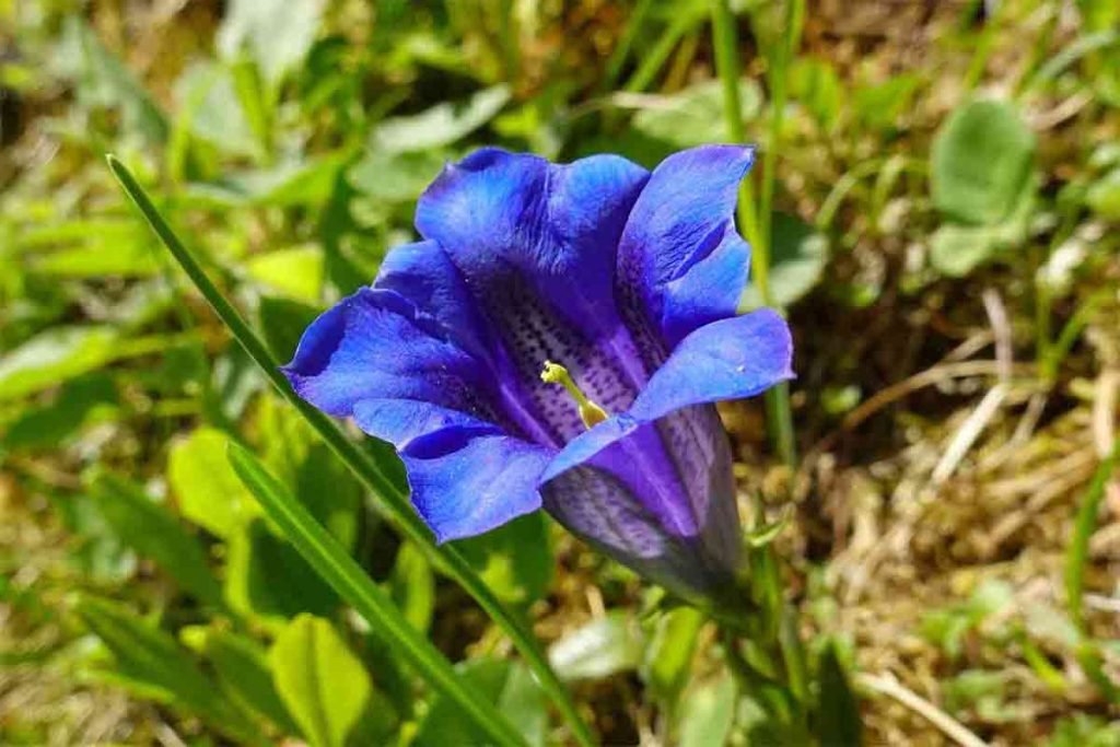 La Genziana d'Abruzzo