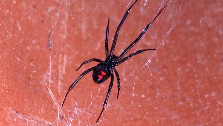 il ragno più velenoso d'italia dov'è