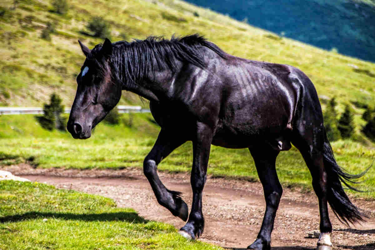 cavallo nero furia