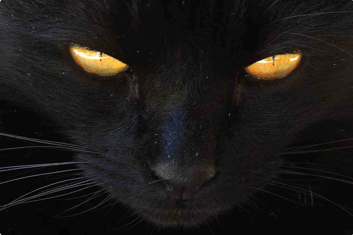 gatto nero, occhi luminosi