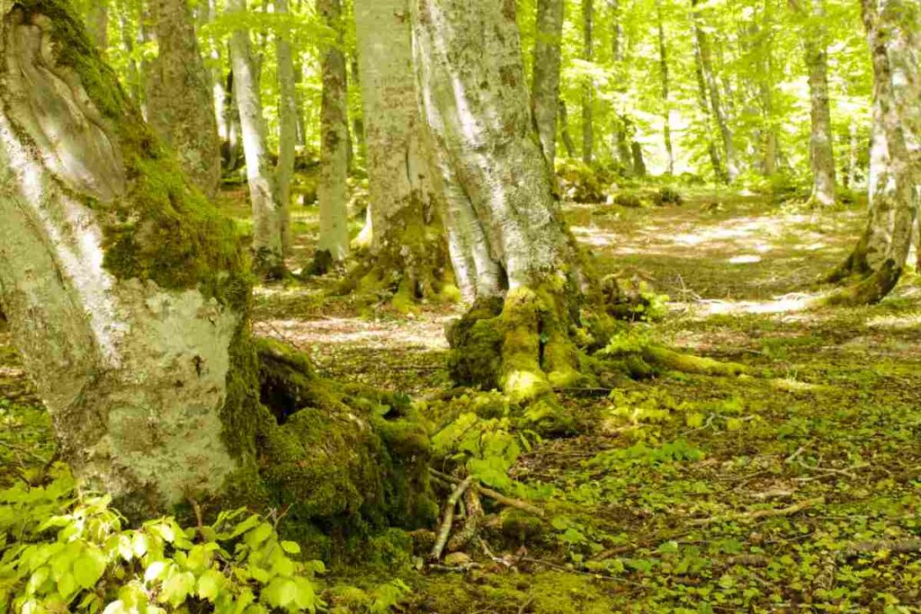 la faggeta della riserva Bosco di Sant'ANntonio
