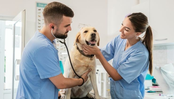 arriva il primo ospedale per cani completamente gratuito