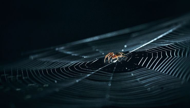 i ragni eliminano insetti pericolosi