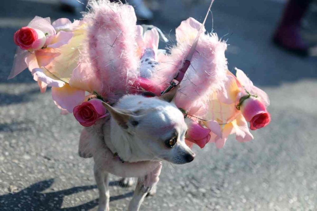 Carnival Dog Giulianova