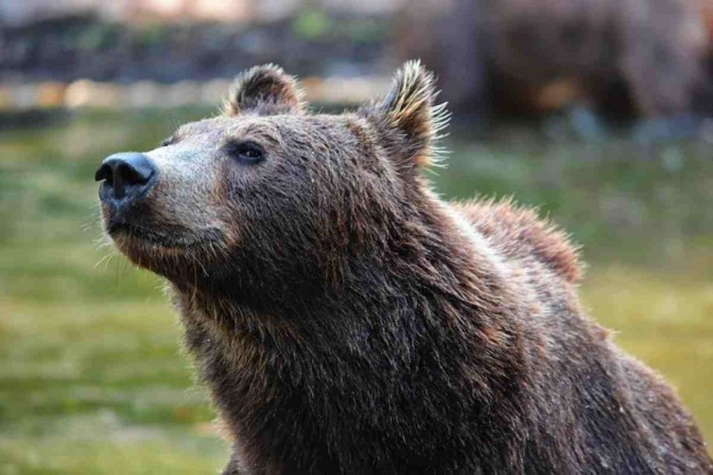 Esclusiva Sammarone orso Trentino
