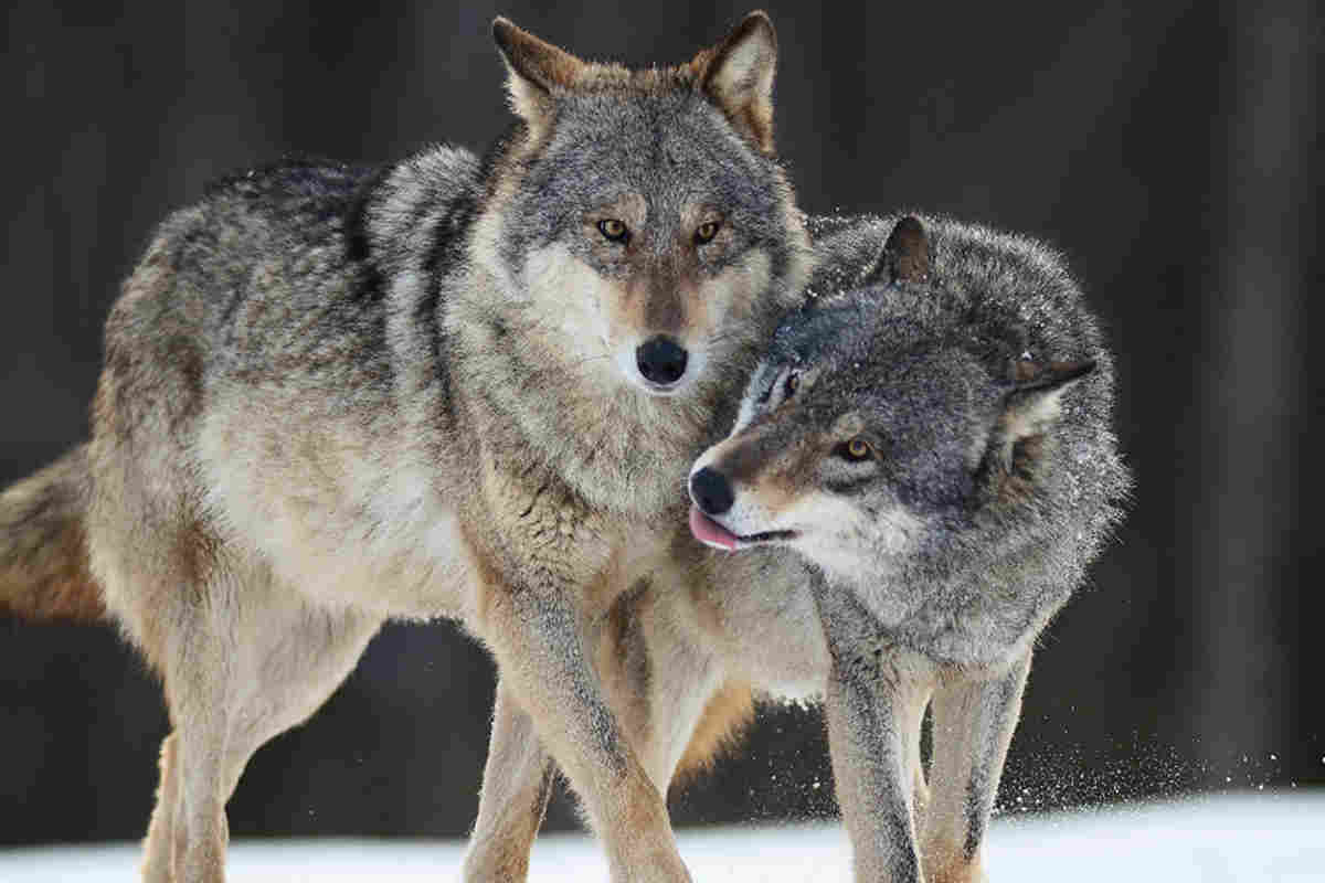 due lupi che giocano