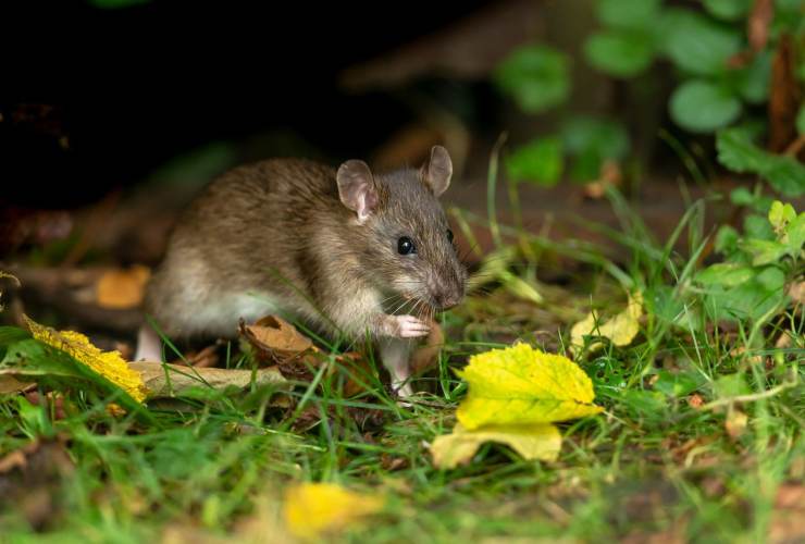 I quatto errori da non commettere mai per tenere lontani i topi dal giardino