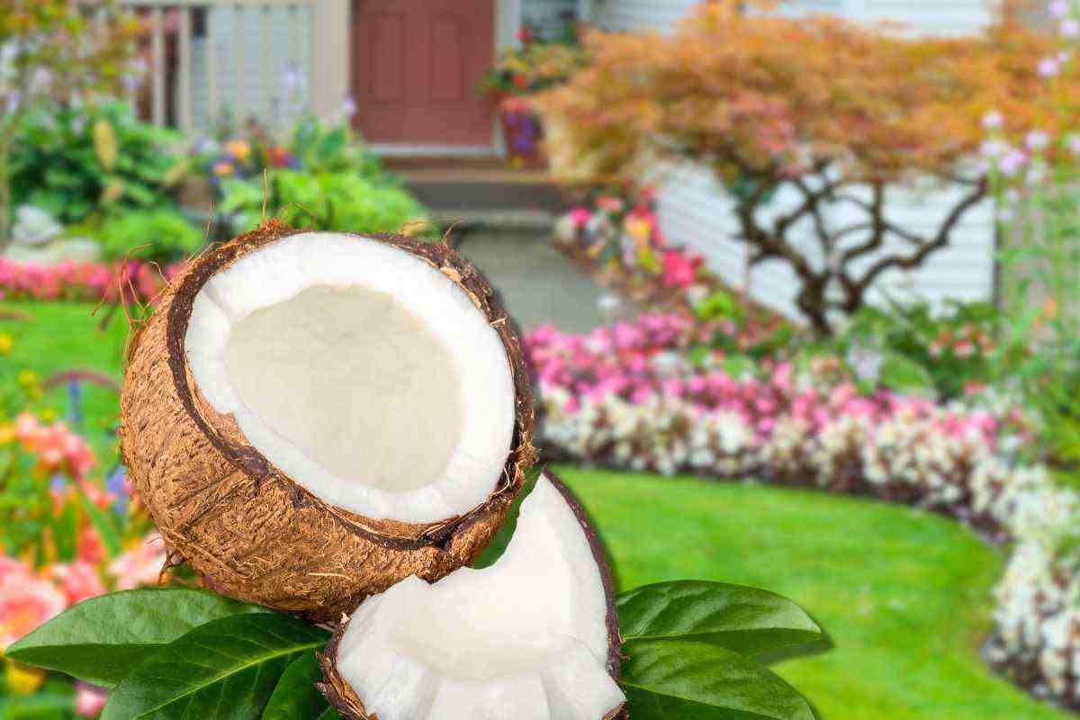 come coltivare un albero di cocco