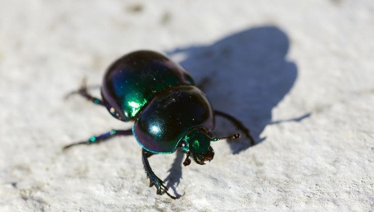 Scarafaggi uova fagiolo attenzione