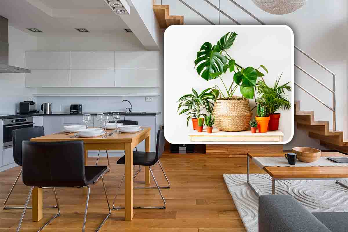 piante arredamento casa