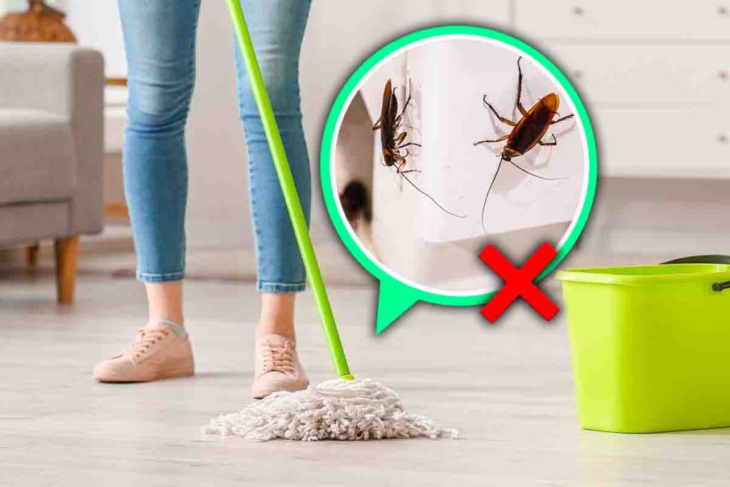 Lavate così i pavimenti di casa per dire addio agli scarafaggi