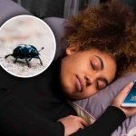 Cosa significa se sogni scarafaggi di notte?