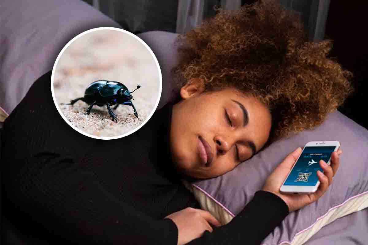 Cosa significa se sogni scarafaggi di notte?