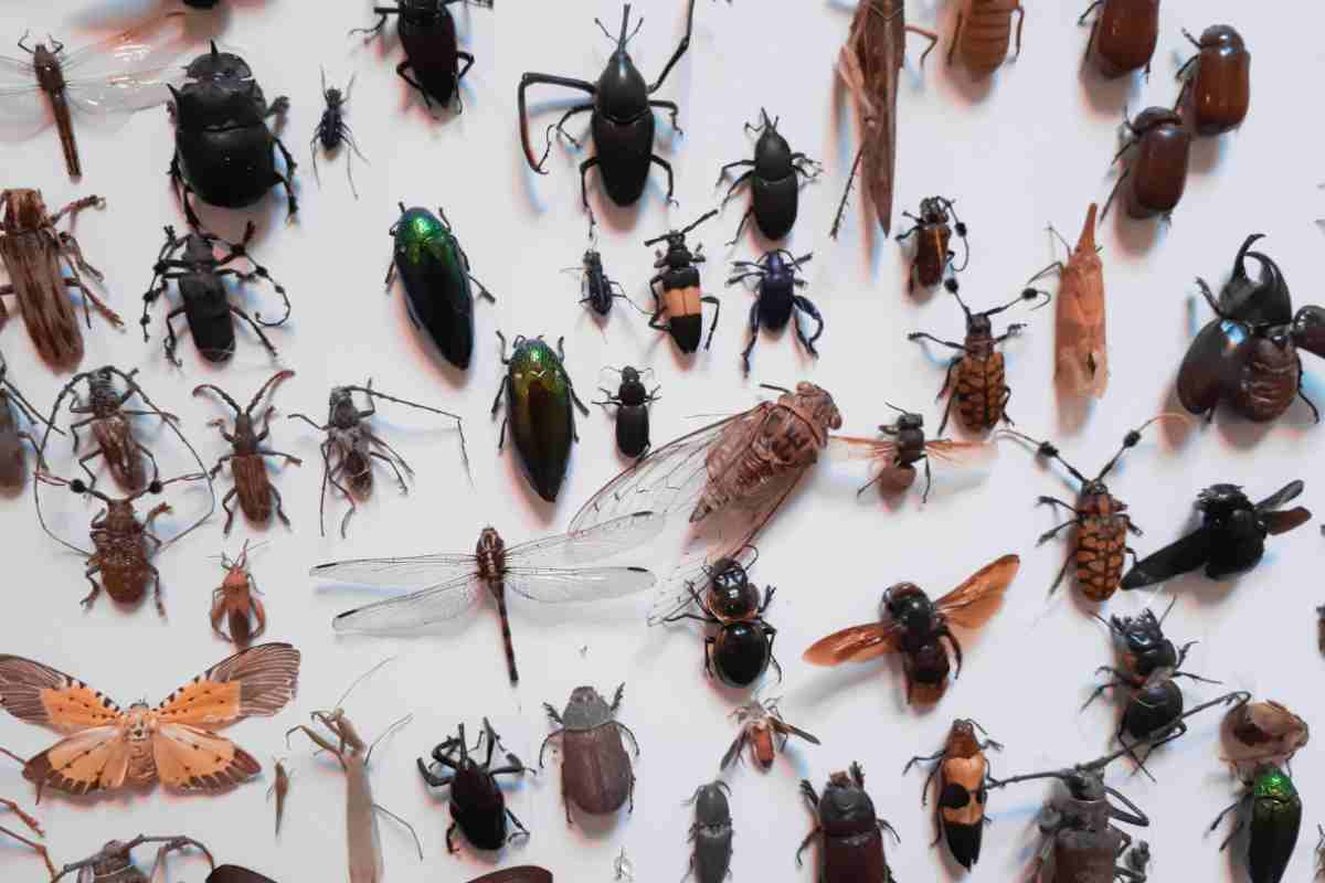 Attenti a questo insetto: cosa può causare all'uomo