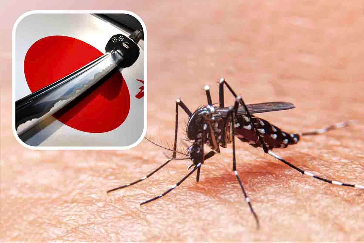 zanzara giapponese come riconoscerla proteggersi