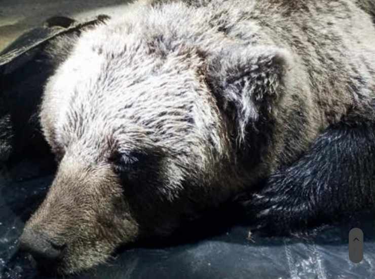 Attesa per gli accertamenti sull'orso