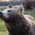 Tragiche notizie per l'orso investito a Canistro