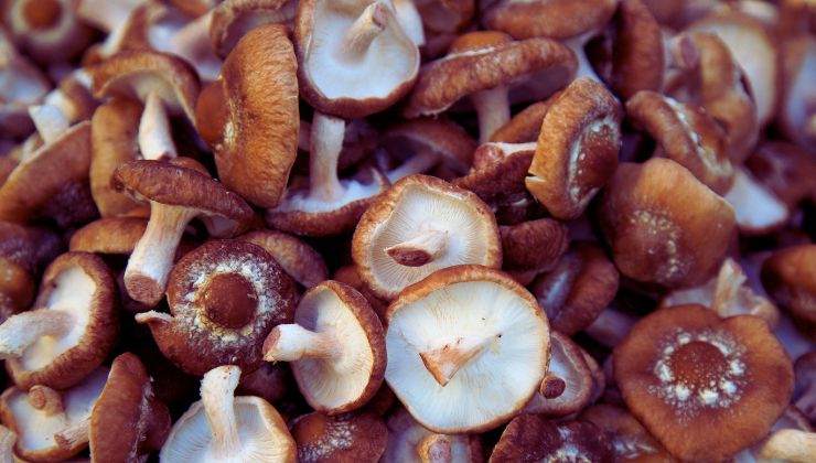 Carpaccio di funghi e rughetta ricetta