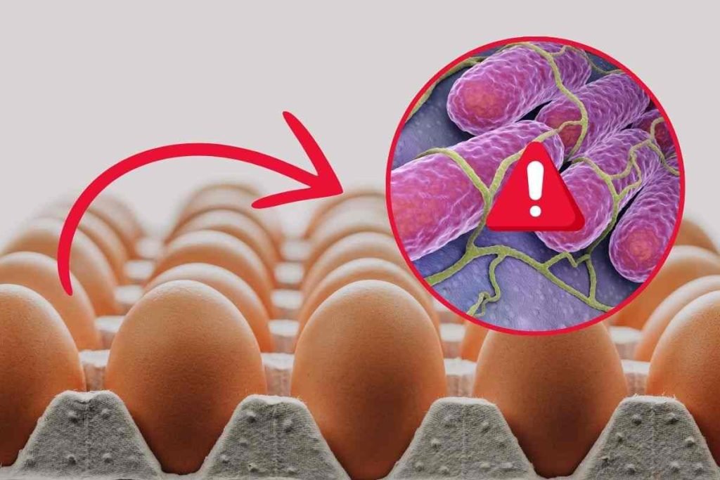 richiamo alimentare uova rischio salmonella